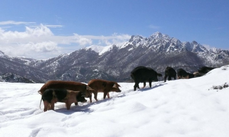 nos cochons