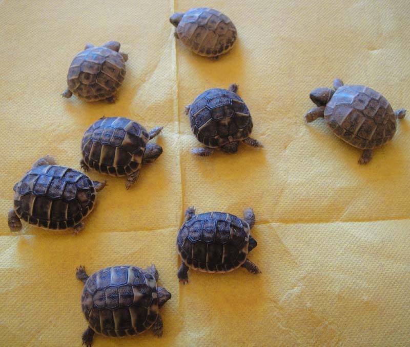 Tortue de Terre : Tout savoir sur elle ! - Blog