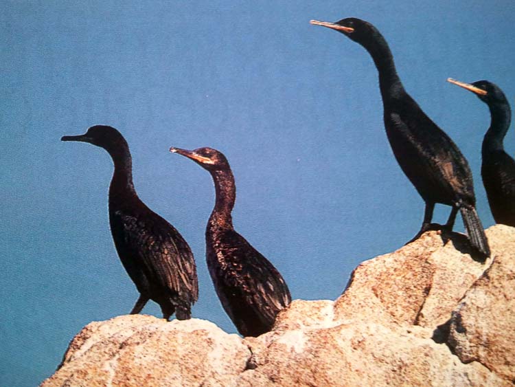 cormoran huppé