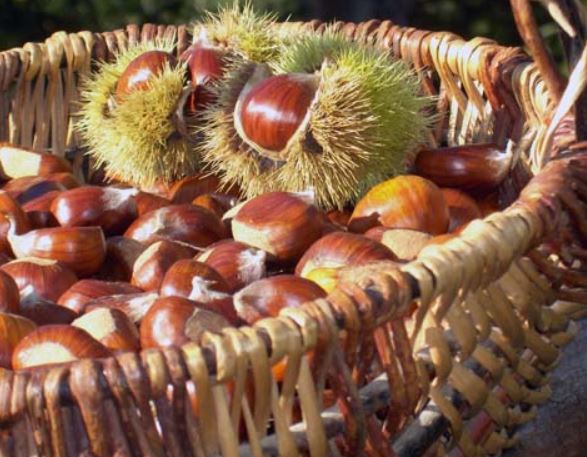 FARINE DE CHÂTAIGNE - PANIER-CORSE