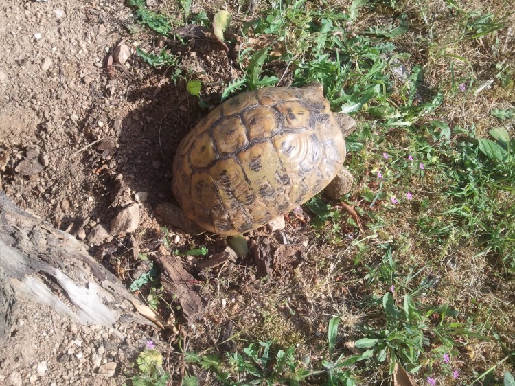 ponte des tortues hermann