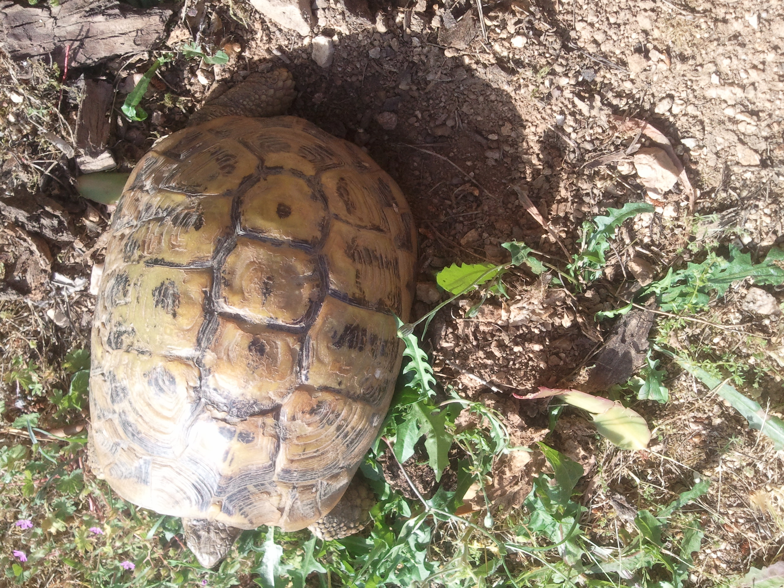 Fond Tortue à Pattes Jaunes Vulnérable Du Bassin ien