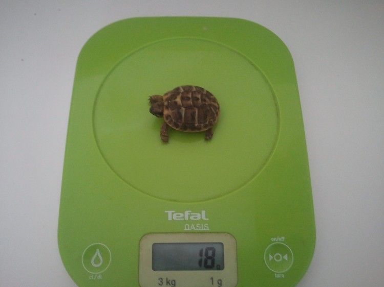 tortue hermann 8 mois