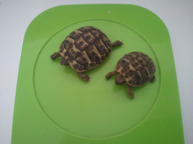 bébés tortues hermann