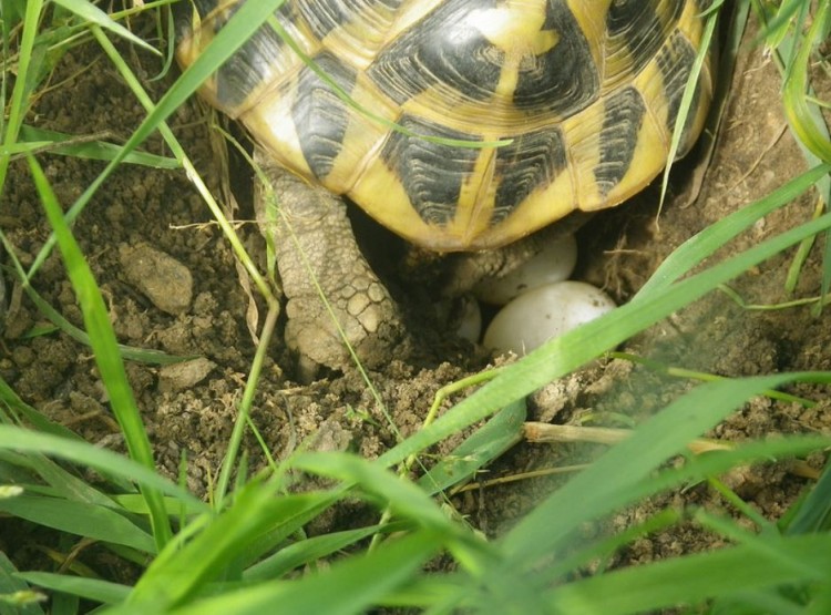 ponte tortue