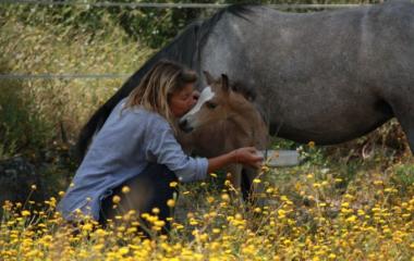 ranch-caval-en-liberte-oletta-1