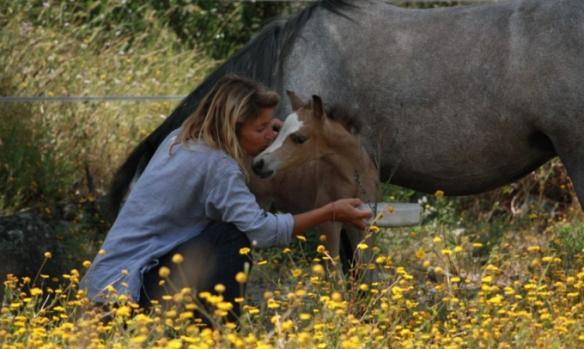 ranch-caval-en-liberte-oletta-1