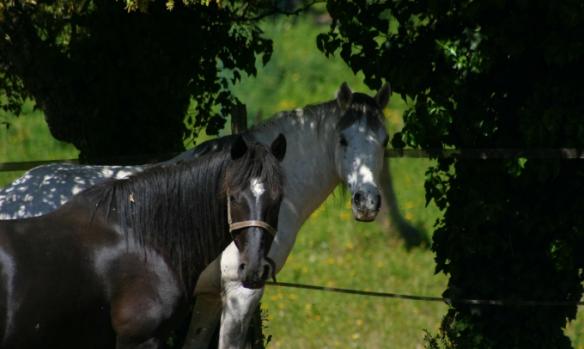 domaine-equestre-de-croccano-7