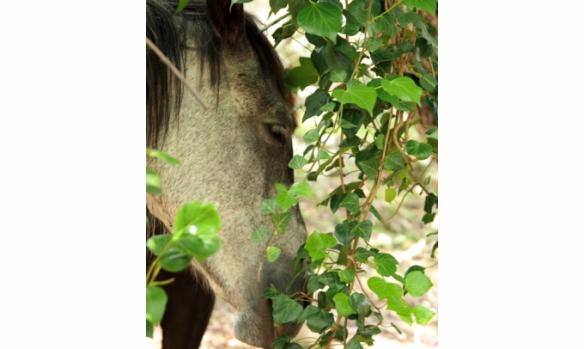 domaine-equestre-de-croccano-8