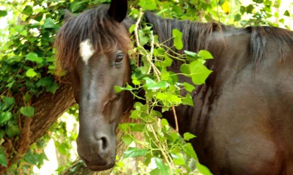 domaine-equestre-de-croccano-9