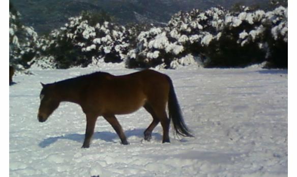 centre-equestre-la-plage-6