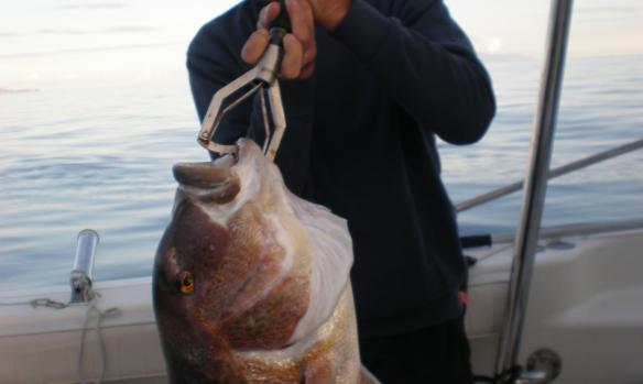 Bastia Offshore Fishing Club