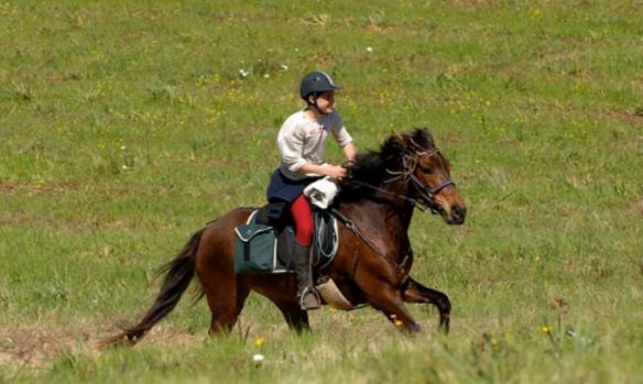 country-horse-st-lucie-de-porto-vecchio-6