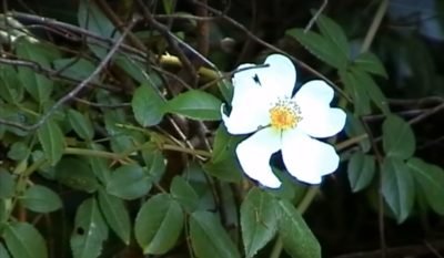 Faune et flore en corse llla fleur du maquis