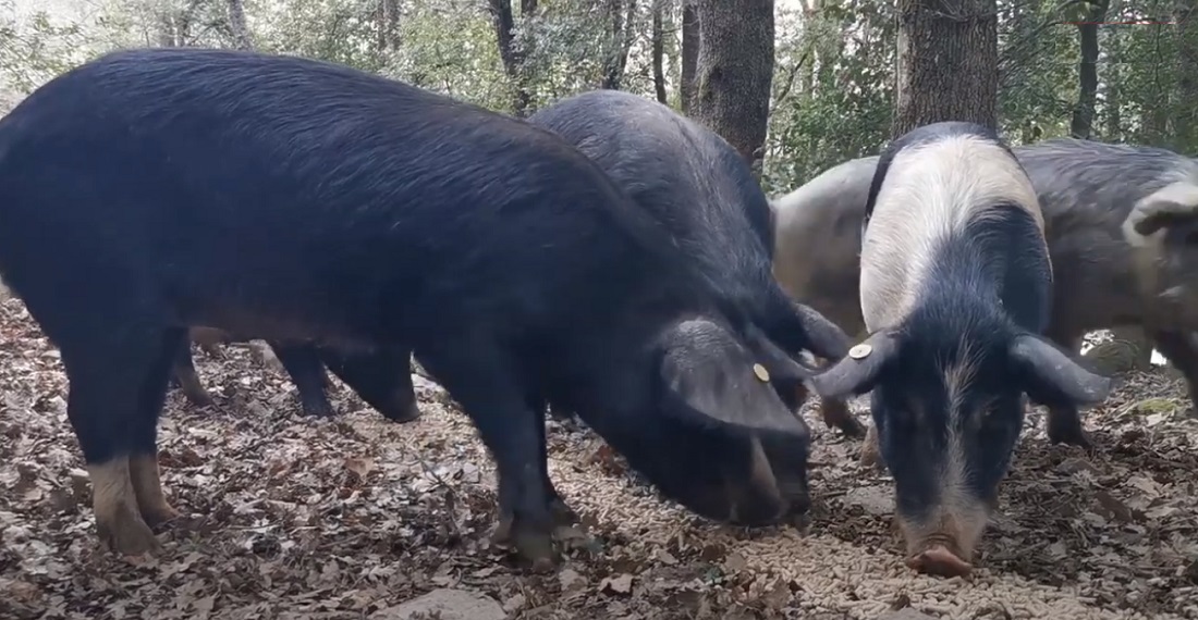 Les cochons sauvages en castagniccia